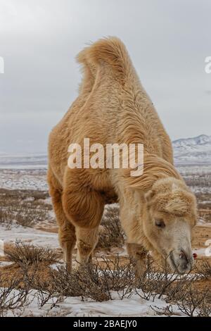 Bactrain Kamele im Schnee der Wüste, der Mongolei Stockfoto