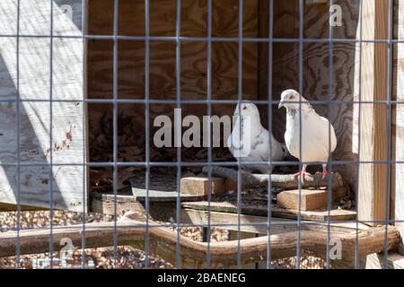 Ein Paar weiß gefleckte Tauben in einem Käfig auf dem Display im Bluebird Gap Farm Park in Hampton, VA. Stockfoto