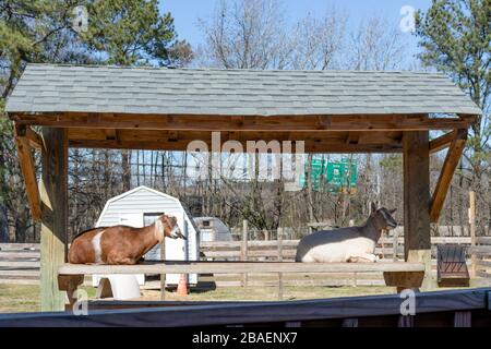 Hampton, VA/USA-März 1,2020: Ziegen sitzen auf einem überdachten Picknicktisch auf der Bluebird Gap Farm, einem öffentlichen Park neben der Autobahn. Stockfoto