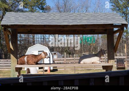 Hampton, VA/USA-März 1,2020: Ziegen sitzen auf einem überdachten Picknicktisch auf der Bluebird Gap Farm, einem öffentlichen Park neben der Autobahn. Stockfoto