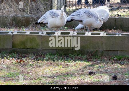 Drei weiße, gefleckte Pfauen, die um Bluebird Gap Farm herumlaufen. Stockfoto