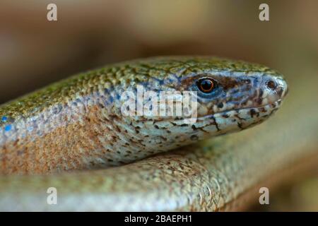 Blindschleiche, Anguis fragilis, Kaiserstuhl, Deutschland Stockfoto