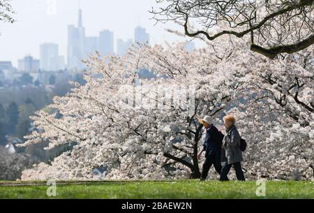 27. März 2020, Hessen, Frankfurt am Main: Auf dem Frankfurter Lohrberg blühen Bäume und erfreuen die Wanderer. Im Hintergrund sieht man die Skyline der Stadt. Foto: Arne Dedert / dpa Stockfoto