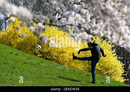 27. März 2020, Hessen, Frankfurt am Main: Ein Mann schießt auf dem Frankfurter Lohrberg zwischen blühenden Bäumen und Sträuchern einen Fußball hoch. Foto: Arne Dedert / dpa Stockfoto