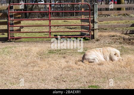 Ein großes weißes Topfbauch-Schwein, das auf der Weide des Bluebird Gap Farm Parks in Hampton, Virginia liegt. Stockfoto