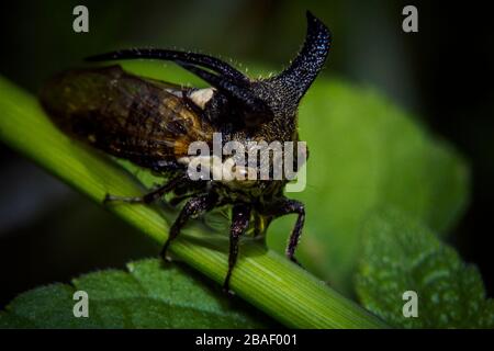 Nahaufnahme Aubergine Horned Planthopper Insect, Leptocentrus Taurus Stockfoto