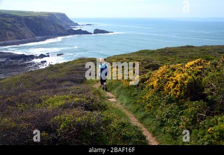 Lone Woman Hiker, der auf dem South West Coastal Path, North Devon, England, Großbritannien, den Weg hinunter zur Welcombe Mouth führt Stockfoto
