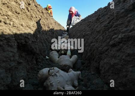 Shijiazhuang, Chinas Provinz Hebei. März 2020. Bauern Pflanzen Ingwers im Baoxituo Village im Fengrun District Tangshan, Nordchinas Provinz Hebei, 27. März 2020. Kredit: Yang Shiyao/Xinhua/Alamy Live News Stockfoto