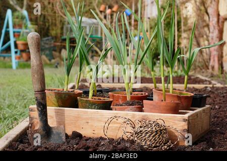Allium sativum 'Lautrec Wight'. Knoblauchpflanzen werden im Frühjahr in ein erhöhtes Bett gepflanzt. GROSSBRITANNIEN Stockfoto