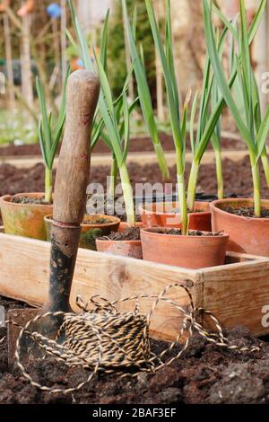 Allium sativum 'Lautrec Wight'. Knoblauchpflanzen werden im Frühjahr in ein erhöhtes Bett gepflanzt. GROSSBRITANNIEN Stockfoto