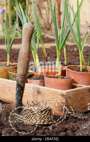 Allium sativum 'Lautrec Wight'. Knoblauchpflanzen werden im Frühjahr in ein erhöhtes Bett gepflanzt. GROSSBRITANNIEN Stockfoto