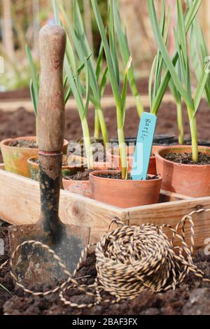 Allium sativum 'Lautrec Wight'. Knoblauchpflanzen werden im Frühjahr in ein erhöhtes Bett gepflanzt. GROSSBRITANNIEN Stockfoto