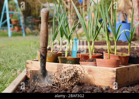 Allium sativum 'Lautrec Wight'. Knoblauchpflanzen werden im Frühjahr in ein erhöhtes Bett gepflanzt. GROSSBRITANNIEN Stockfoto