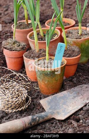 Allium sativum 'Lautrec Wight'. Knoblauchpflanzen werden im Frühjahr in ein erhöhtes Bett gepflanzt. GROSSBRITANNIEN Stockfoto