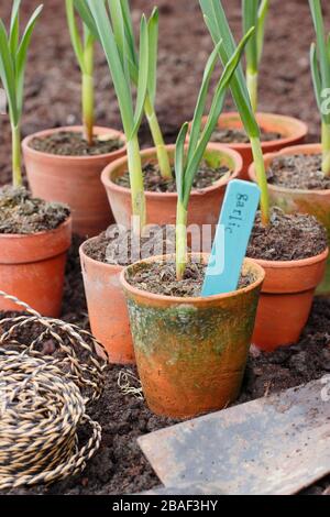 Allium sativum 'Lautrec Wight'. Jung auspflanzen, begann der Topf im Frühjahr mit Knoblauchpflanzen in ein erhabene Bett. GROSSBRITANNIEN Stockfoto