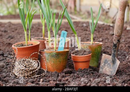 Allium sativum "Lautrec Wight"-Knoblauch mit Harthalsausschnitt. Im Frühjahr werden junge Knoblauchpflanzen in ein erhabene Bett gepflanzt. GROSSBRITANNIEN Stockfoto