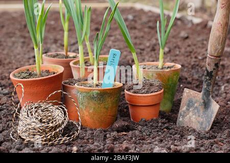 Allium sativum "Lautrec Wight"-Knoblauch mit Harthalsausschnitt. Im Frühjahr werden junge Knoblauchpflanzen in ein erhabene Bett gepflanzt. GROSSBRITANNIEN Stockfoto