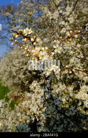 Schwarzer Thorn, Frühlingsblüte, Prunus spinosa, gewöhnlicher Heckenbaum, Laub, Frucht genannt Schlehen, Weiße Blume, Gelbe Lichter, Dicolyte Stockfoto