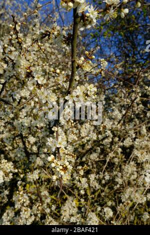 Schwarzer Thorn, Frühlingsblüte, Prunus spinosa, gewöhnlicher Heckenbaum, Laub, Frucht genannt Schlehen, Weiße Blume, Gelbe Lichter, Dicolyte Stockfoto