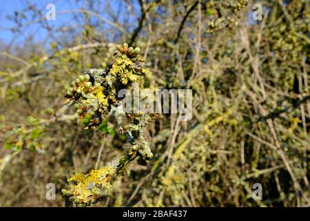 Schwarzer Thorn, Frühlingsblüte, Prunus spinosa, gewöhnlicher Heckenbaum, Laub, Frucht genannt Schlehen, Weiße Blume, Gelbe Lichter, Dicolyte Stockfoto