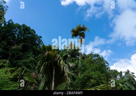 Von oben nach unten geöffnete Drohne Blick auf riesige Granitblöcke mit türkisfarbenen Wellen, die über die felsige Küste, Mahe Island, Seychellen Stockfoto