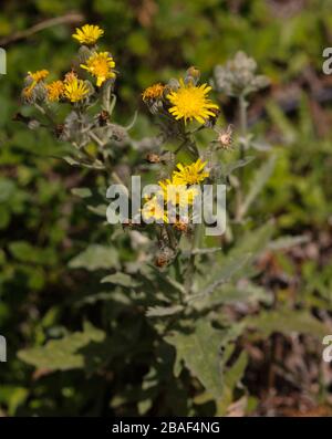 Andryala pinnatifida ssp. Pinnatifida, Endemismus der Kanarischen Inseln Stockfoto