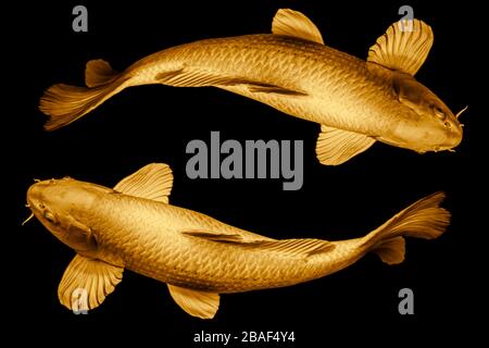 Koi Fish Golden rund um die Kreisschleife für ein Glück- oder unendlich langes Live-Symbol-Konzept isoliert auf schwarzem Hintergrund. Stockfoto