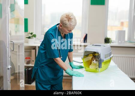 Reife Frau in Uniform als Tierärztin in der Klinik, die sie um die Katze kümmert Stockfoto