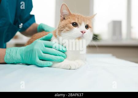 Nahaufnahme der Hauskatze, die auf dem Tisch sitzt, während der Arzt in Schutzhandschuhen sich um sie in der Klinik kümmert Stockfoto
