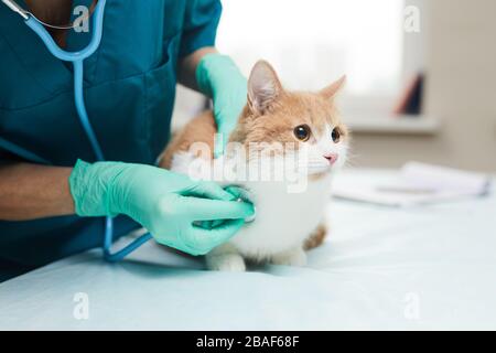 Nahaufnahme der weiblichen Tierärztin in Schutzhandschuhen Untersuchung des Tieres mit Stethoskop in der Tierklinik Stockfoto