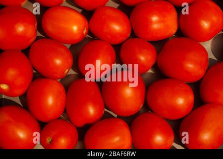 Gleichmäßig gereift, von der untergehenden Sonne beleuchtet, reiften Tomaten. Stockfoto