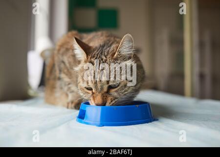Hauskatze sitzt auf Fensterbank und isst ihr Essen zu Hause aus der Schüssel Stockfoto