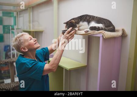 Reife Frau in Uniform, die die Schüssel für die Katze heraushält und sie nach einer Operation in der Tierklinik füttert Stockfoto
