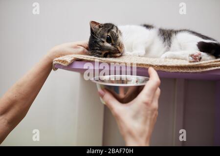 Nahaufnahme der Frau, die Schüssel mit Essen vor ihrer Katze hält, während sie auf ihrem Platz liegt Stockfoto