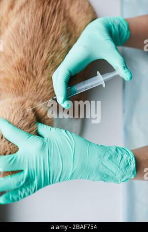 Nahaufnahme der Krankenschwester in Schutzhandschuhen, die die Katze vor der Operation spritzt Stockfoto