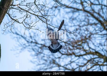 Eine Taube fliegt und sitzt in den Bäumen, um nach Nahrung für die kleinen zu suchen Stockfoto