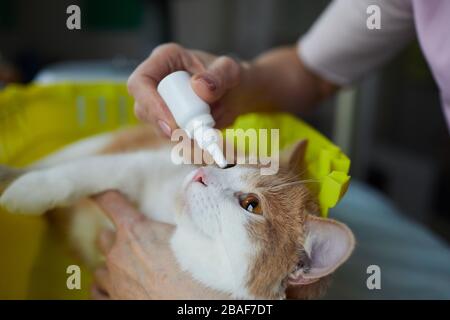 Nahaufnahme des Tierarztes, der die Medikamente in den Augen der Katze tropft, die sie ihre kranken Augen behandelt Stockfoto