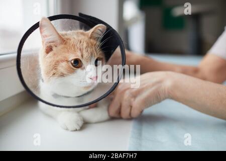 Nahaufnahme der Hauskatze im Kragen, die auf Fensterbank liegt, mit dem Besitzer, der sie berührt Stockfoto