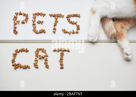 Nahaufnahme der Hauskatze, die auf weißem Hintergrund liegt und in deren Nähe sich Tiernahrung befindet Stockfoto