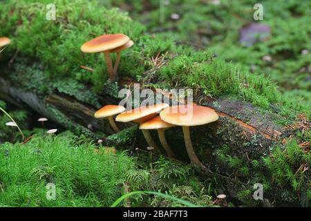 Gymnopilus penetrans, wie gemeinsame Rustgill, Pilze aus Finnland bekannt Stockfoto