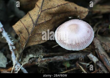 Inocybe lilacina, bekannt als Lilac FiberCap, wilde giftige Pilze aus Finnland Stockfoto