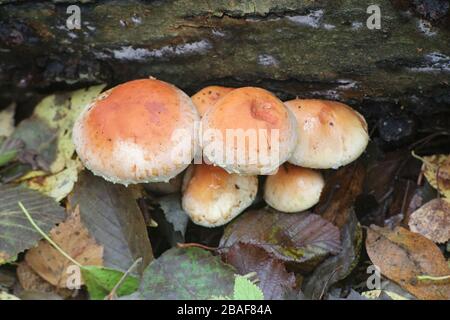 Hypholoma lateritium, bekannt als Maurer oder Ziegelkappe, wilder Speisepilz aus Finnland Stockfoto