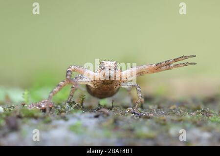 Xystcus audax, bekannt als Bodenkrabbenspinne Stockfoto