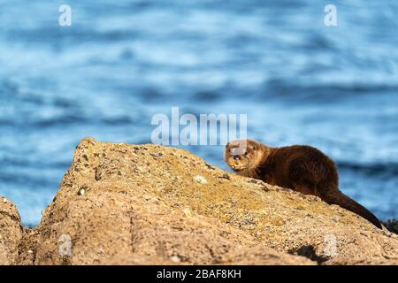 Der junge Europäer Otter Cub auf einem Felsen, der erwartungsvoll auf die Rückkehr seiner Mütter wartet Stockfoto
