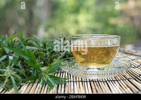 Cannabistee in einer Tasse aus klarem Glas mit grünem Marihuanablatt und Stamm auf Holztisch am verschwommenen Hintergrund, Kräutergetränkekonzept und gesundem Getränkekonzept Stockfoto