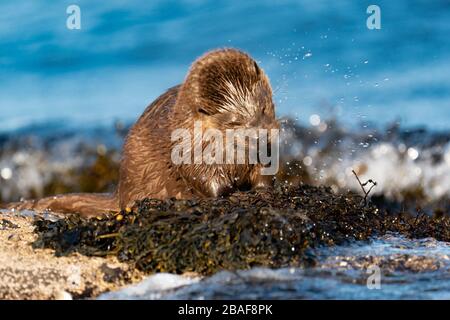 Europäische Otterkuppe oder Kit (Lutra Lutra), die sich mit strahlendem Sprühnebel und Bewegungsunschärfe trocken schütteln, an Land, Schottland Großbritannien Stockfoto