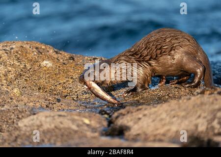 Nahaufnahme der europäischen Otterkuppe oder eines Kits mit Fisch an Land, Schottland, Großbritannien Stockfoto