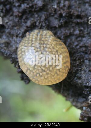 Eiermasse von Rhyacophila nubila, einer Katdisfliege aus Finnland Stockfoto