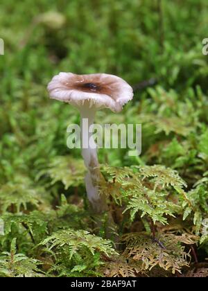 Hygrophorus olivaceoalbus, bekannt als olivWachskappe, Wildpilze aus Finnland Stockfoto