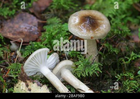 Hygrophorus olivaceoalbus, bekannt als olivWachskappe, Wildpilze aus Finnland Stockfoto